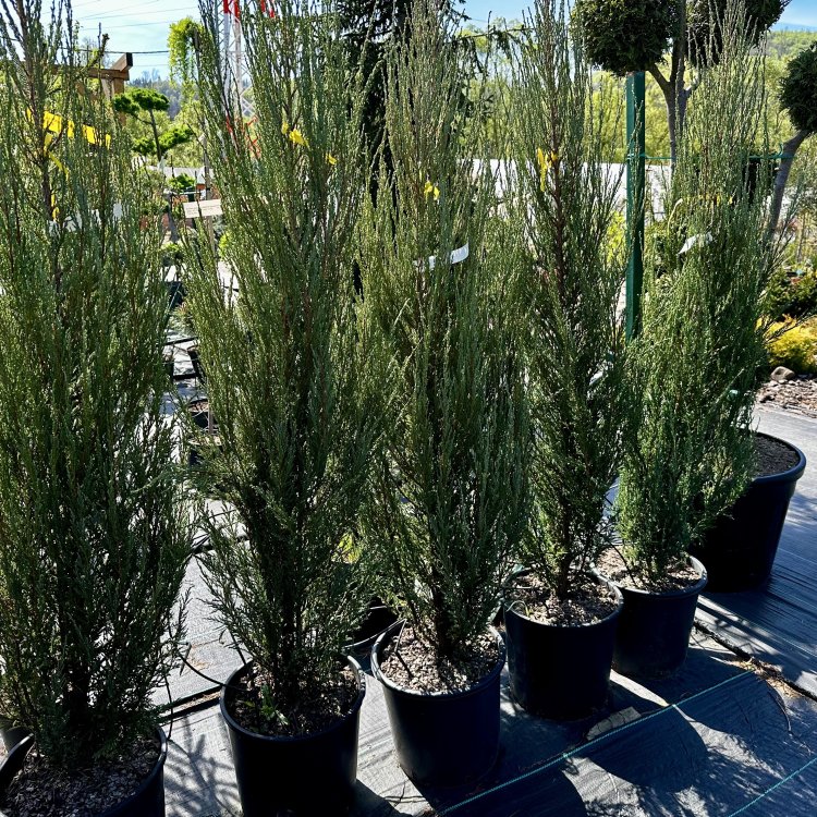 Borievka skalná (Juniperus scopulorum) ´BLUE ARROW´- výška 150-180 cm, kont. C15L